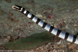 BD-140314-Padre-Burgos-1727-Laticauda-colubrina-(Schneider.-1799)-[Yellow-lipped-sea-krait].jpg
